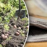 Czas zrobić zapasy: jak wykorzystać stare gazety w ogrodzie i