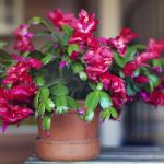 Czym karmić choinkę, aby zakwitła: ogrodnicy nazwali niedrogi i skuteczny