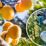 Czym karmić morele w listopadzie, aby pąki kwiatowe nie przemarzły