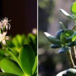 Drzewo pieniędzy będzie kwitło przez cały rok: sekretny nawóz dla