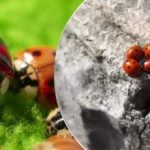 Hodowane i zrzucane z samolotów: po szarańczy Ukrainę atakuje nowy