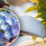 Hortensja „nie wybaczy”: jakie zimowe manipulacje mogą „zabić” pąki