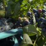 Jagody mogą wytrzymać każdy mróz: ogrodnik ujawnił główne sekrety jesiennej pielęgnacji Jagody mogą wytrzymać każdy mróz: ogrodnik ujawnił główne sekrety jesiennej