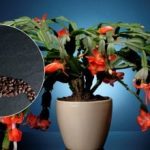 Jak karmić kawę dekabrista: naturalny nawóz zdziała cud na Boże