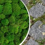 Jak pozbyć się mchu z kostki brukowej: prosty środek kuchenny