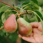 Jak prawidłowo przycinać gruszę, aby uzyskać ogromne zbiory: wskazówki dla