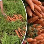 Jak rozpoznać, kiedy marchew jest dojrzała – najlepsze dni na