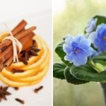 Jak sprawić, by nawet „patyk” zakwitł: sprawdzony nawóz z trzech