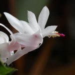 Jak uniknąć błędów w pielęgnacji choinki: wszystkie sekrety prawidłowego podlewania