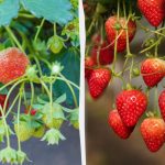 Jak uzyskać świeże truskawki bez ogrodu w dowolnym momencie: sekrety