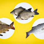 Jak zrozumieć, że ryba jest świeża: lekarz powiedział, na co