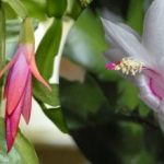 Jedna ampułka i roślina kwitnie: lek apteczny na dekabristę został