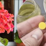 Kosztuje grosze: środek z drogerii ożywi wszystkie pożółkłe i zwiędłe