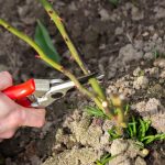 Które rośliny należy zawsze przycinać w grudniu: ogrodnicy wymienili 10