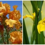 Natura zaskoczyła wszystkich: letni kwiat nagle zakwitł w środku zimy