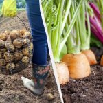 Nie możesz sadzić tych 7 roślin po ziemniakach w następnym