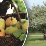 Nie trzeba ścinać: jak odmłodzić starą jabłoń
