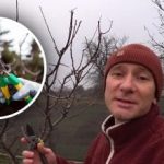 Nie zwlekaj: ekspert ujawnia, w jaki sposób przycinanie zimowe jest