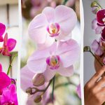 Orchidea zakwitnie jesienią, jeśli będziesz ją karmić raz w miesiącu