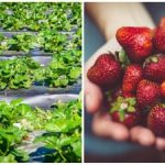 Ostatni akord jesieni: proste działania, które wpływają na jagody w