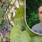 Prosta sztuczka na dobre zbiory: ogrodnik ujawnia głównego wroga winogron