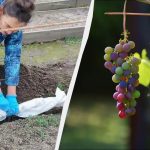 Przy tym znaku na termometrze należy przykryć winogrona: bez tego