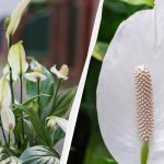 Spathiphyllum będzie kwitło przez lata, jeśli jesienią będzie trzymane z