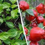 Te 7 roślin wysiewa się teraz na sadzonki: trzeba mieć czas do końca stycznia Te 7 roślin wysiewa się teraz na sadzonki: trzeba mieć