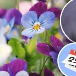 Wiosna zakwitnie w dywanie: ogrodnik powiedział, kiedy siać kwiaty pod zimą Wiosna zakwitnie w dywanie: ogrodnik powiedział, kiedy siać kwiaty pod