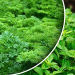 Zbierz plony w miesiąc: co możesz zasiać lub zasadzić we