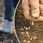 Zbiory nie zawiodą: ogrodnik ogłosił najlepszy czas na sadzenie marchwi