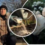 „Złota” zasada dla piwonii: jak przygotować kwiaty na zimę i